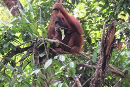 Old Math Counts New Orangutans